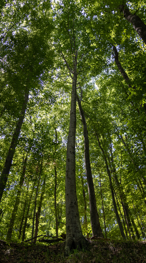 Bosque de árboles altos vistos desde abajo hacia el dosel